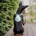 Bild in Galerie-Betrachter laden, Premium Hundegeschirr Gepolstert - Mint/Orange