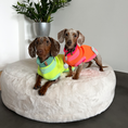 Bild in Galerie-Betrachter laden, THE GLOW JUMPER von LUMIIES® - HOCHELASTISCHER NEON HUNDEPULLOVER