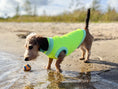 Bild in Galerie-Betrachter laden, THE GLOW JUMPER von LUMIIES® - HOCHELASTISCHER NEON HUNDEPULLOVER