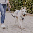 Bild in Galerie-Betrachter laden, Premium Hundegeschirr Gepolstert - Blau/Grau