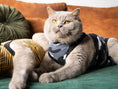 Bild in Galerie-Betrachter laden, Suitical Recovery Suit Katze – medizinischer Body als Alternative zum Halskragen 🐾
