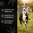 Bild in Galerie-Betrachter laden, Tales & Tails Hanföl für Hunde – Omega-3 für Haut & Fell