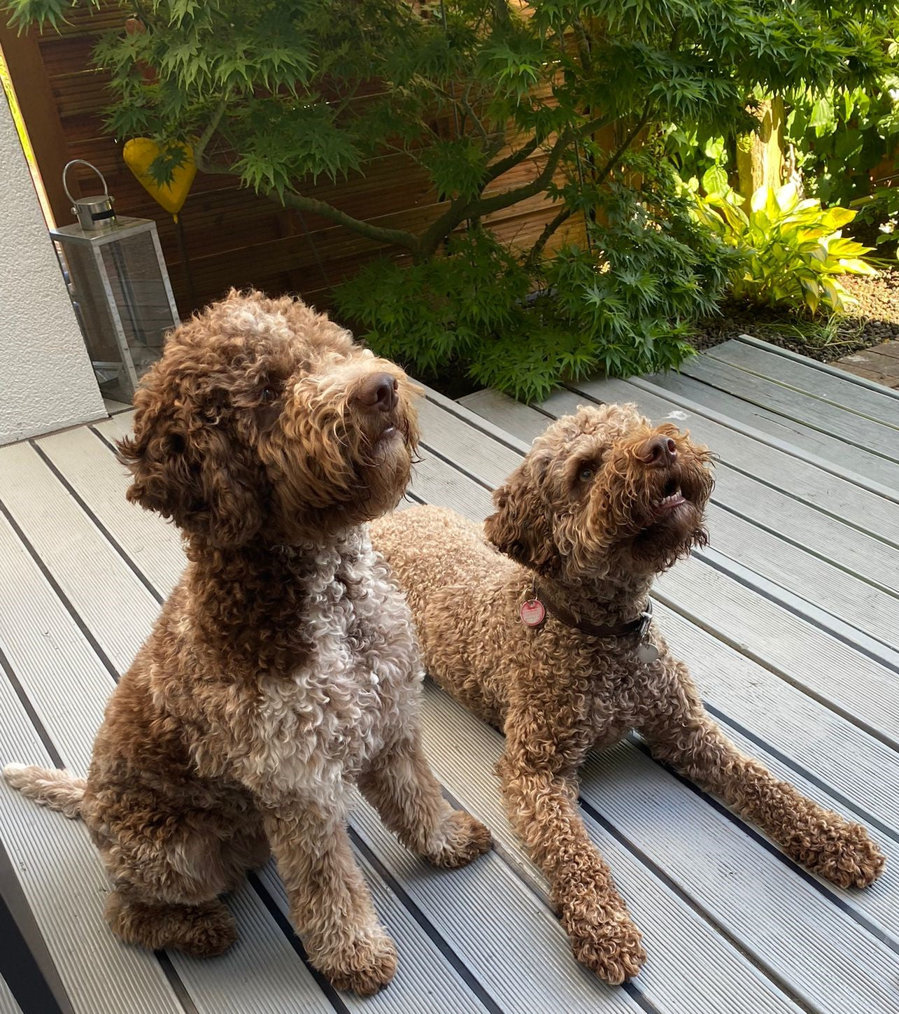 🐾 Wenn zwei Lagotti ins neue Jahr flüstern
