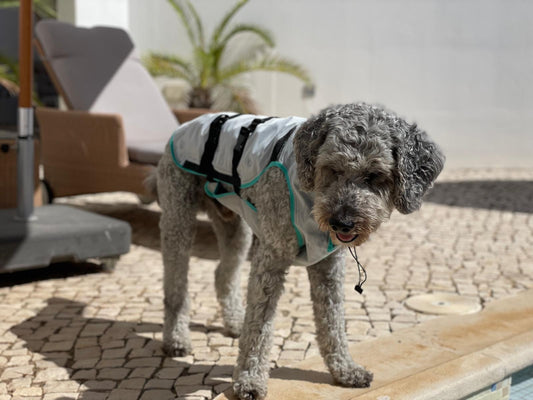 Labradoodle mit Cooling Vest von Suitical  am Pool