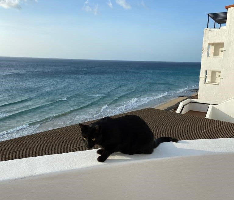 Schwarze Katzen auf den Dächern von Nizza