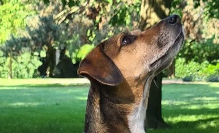 Die besten ätherischen Öle für Hunde