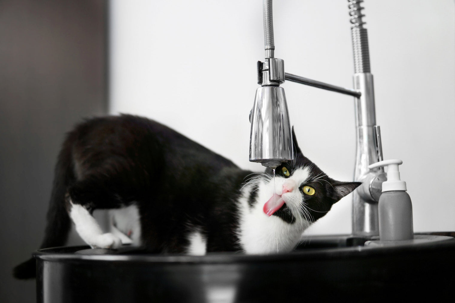 💧Trinkt meine Katze zu wenig? So erkennst du Dehydrierung