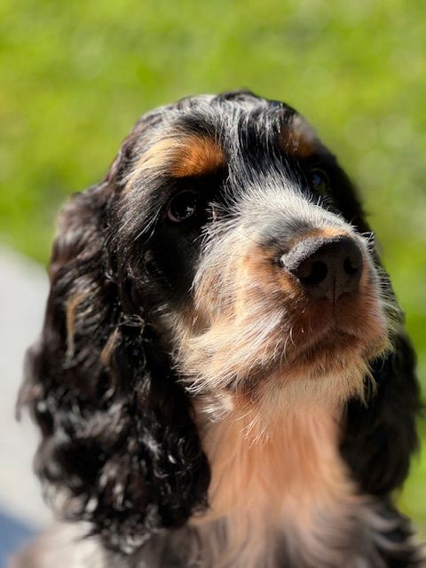 Ludwig & Merlin – zwei Cocker, ein Herz und jede Menge Wirbelwind