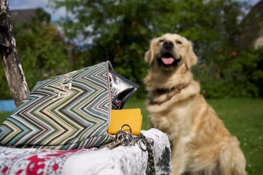Junger Golden Retriever sitzt im Garten vor einer stylischen Kulturella Milano und wartet auf Leckerlies