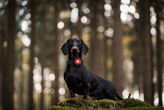 Zeitumstellung - Was bedeutet das für Ihren Hund ?
