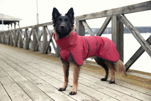 Schäferhund auf einer Holzbrück in Nord-Finnland mit deinem Rukka Softshell-Hundemantel Windy Thermal in rot