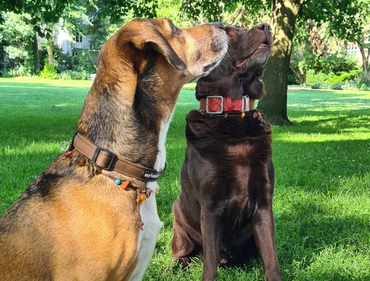 Vier Pfoten - ein Herzschlag. Es sind die stillen Momente, die unser Herz berühren. Fredo und Rafa sind beste Freunde, sie tragen ihre Bernsteinketten Romero von ecopetique und warten sitzend im sonnigen Park auf ein Leckerlie.