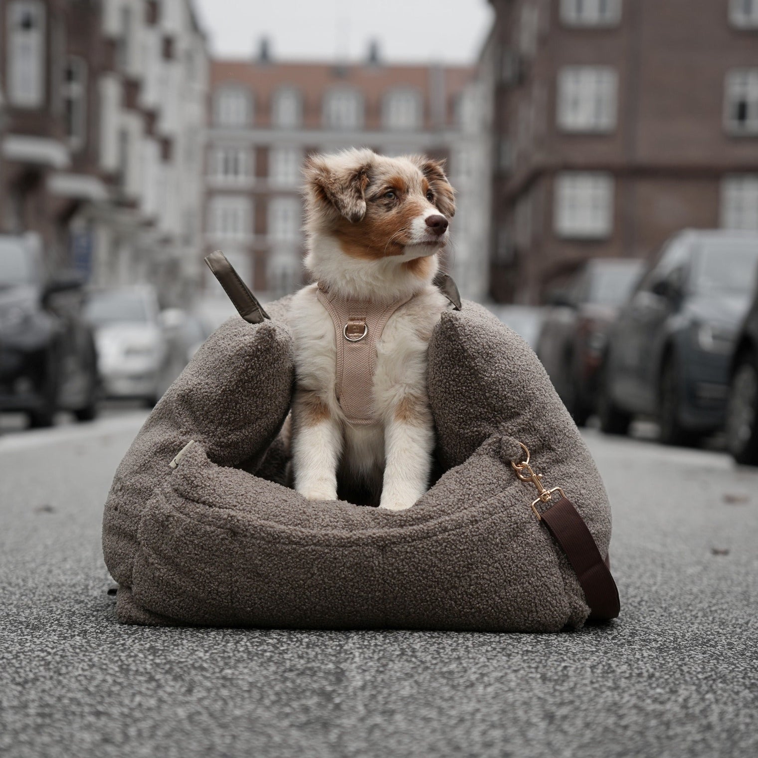 Ein Stück Stil & Sicherheit – für unterwegs mit Ihrem Hund