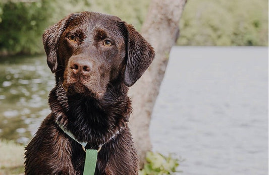 Brauner Labrador am See, sitzend und abwartend, trägt ein Hundegeschirr von heyLana