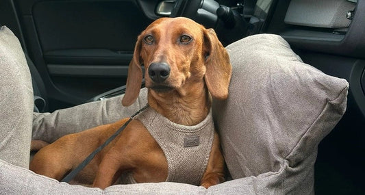 Ein Stück Stil und Sicherheit – für unterwegs mit Ihrem Hund