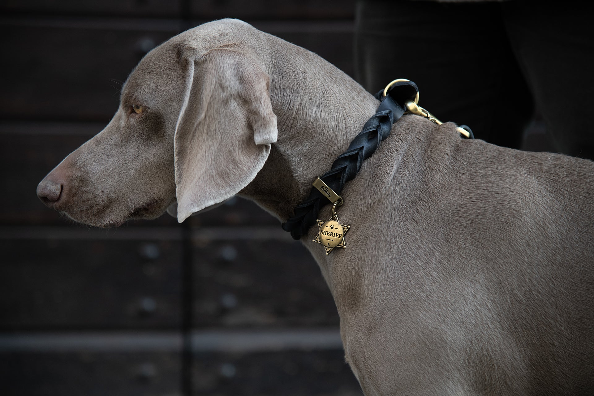 Hunde-Halsbänder aus Leder