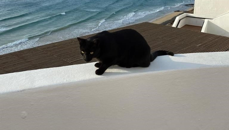 Reisen & Transport für Katzen