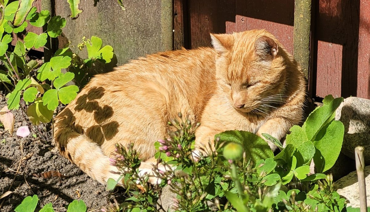 Nahrungsergänzung für Katzen