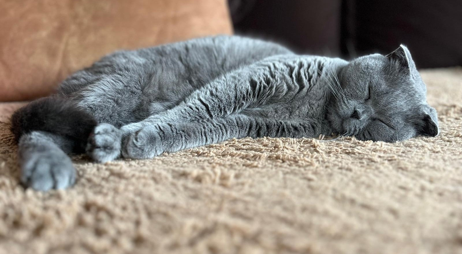 Pflege & Hygiene für Katzen