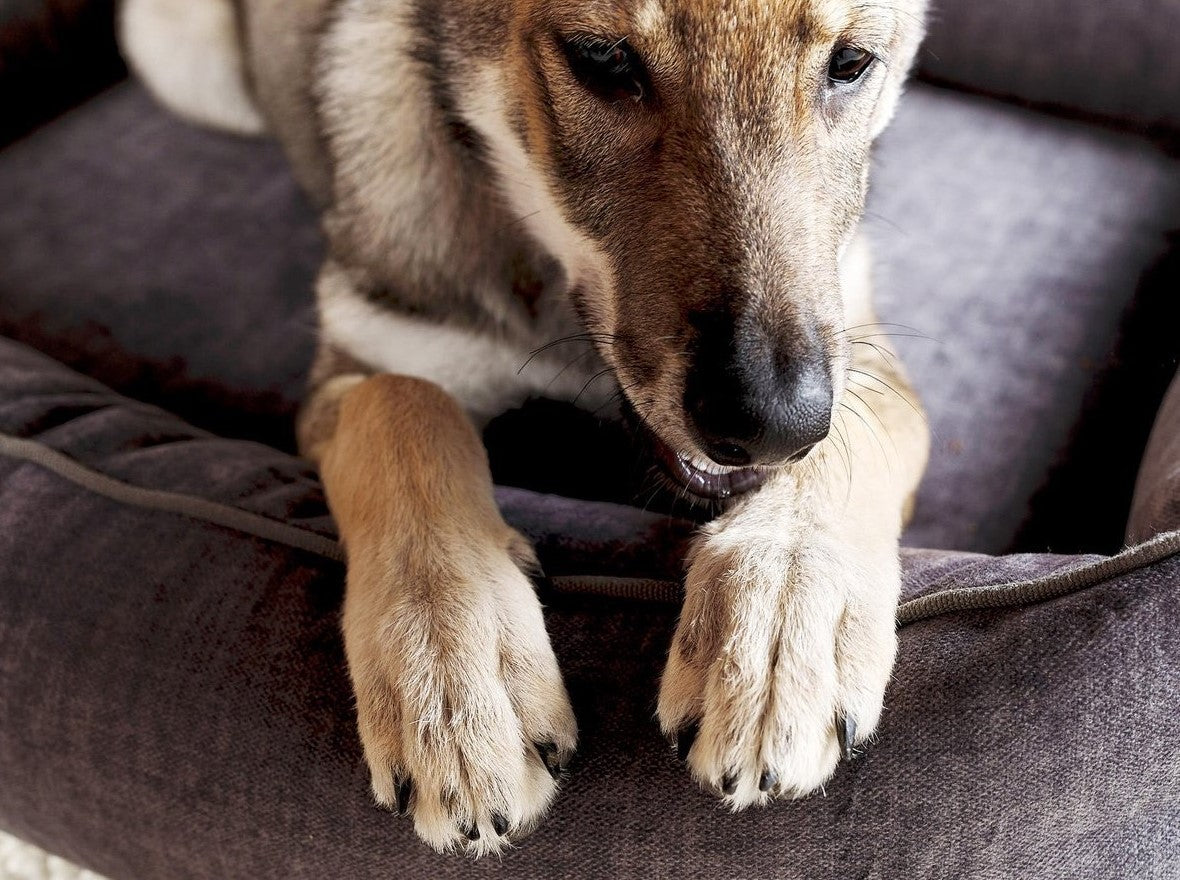 Hundebetten
