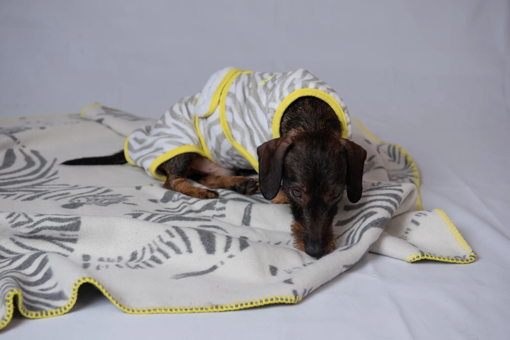 Hundedecken