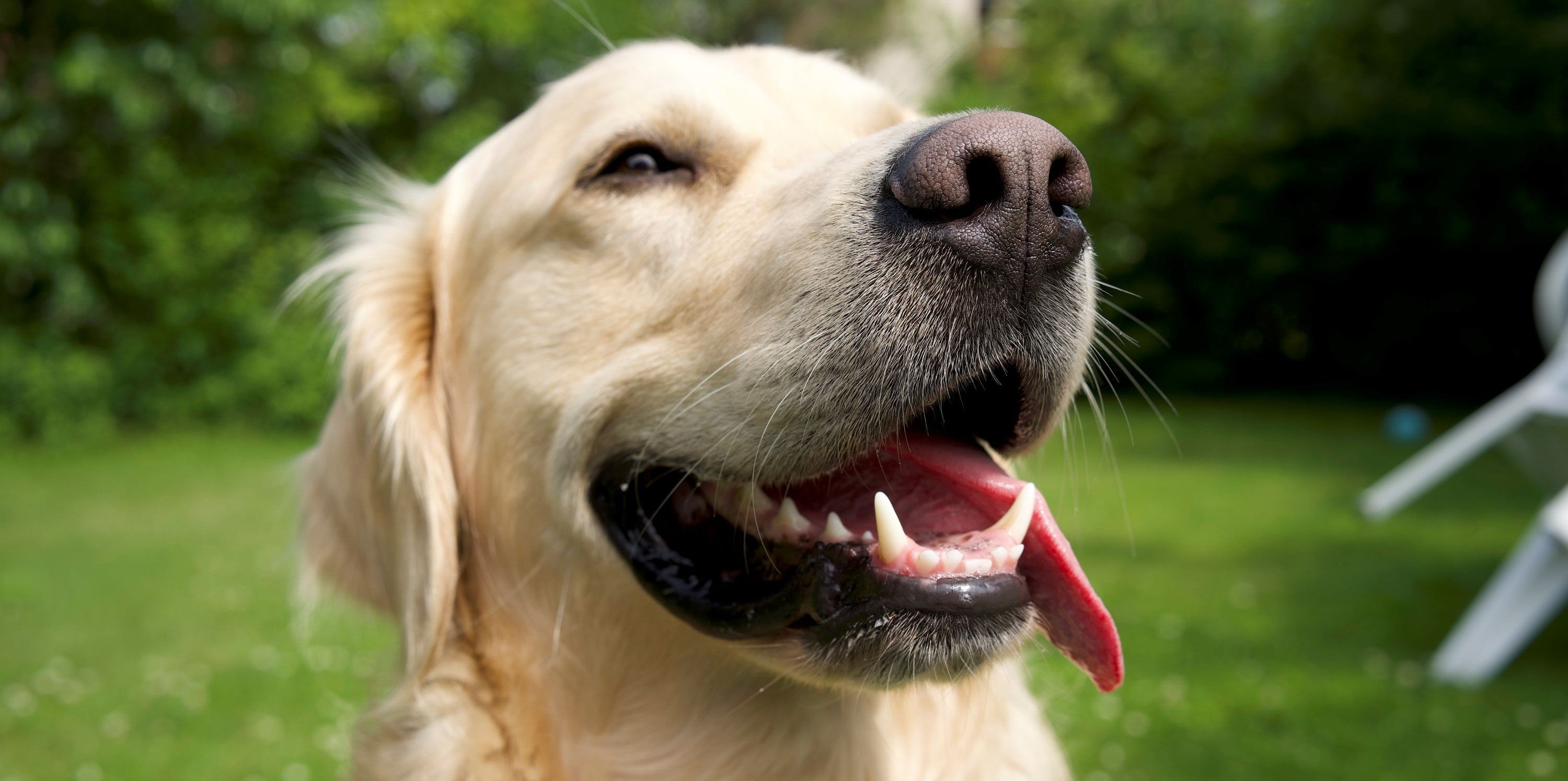 Hundezubehör