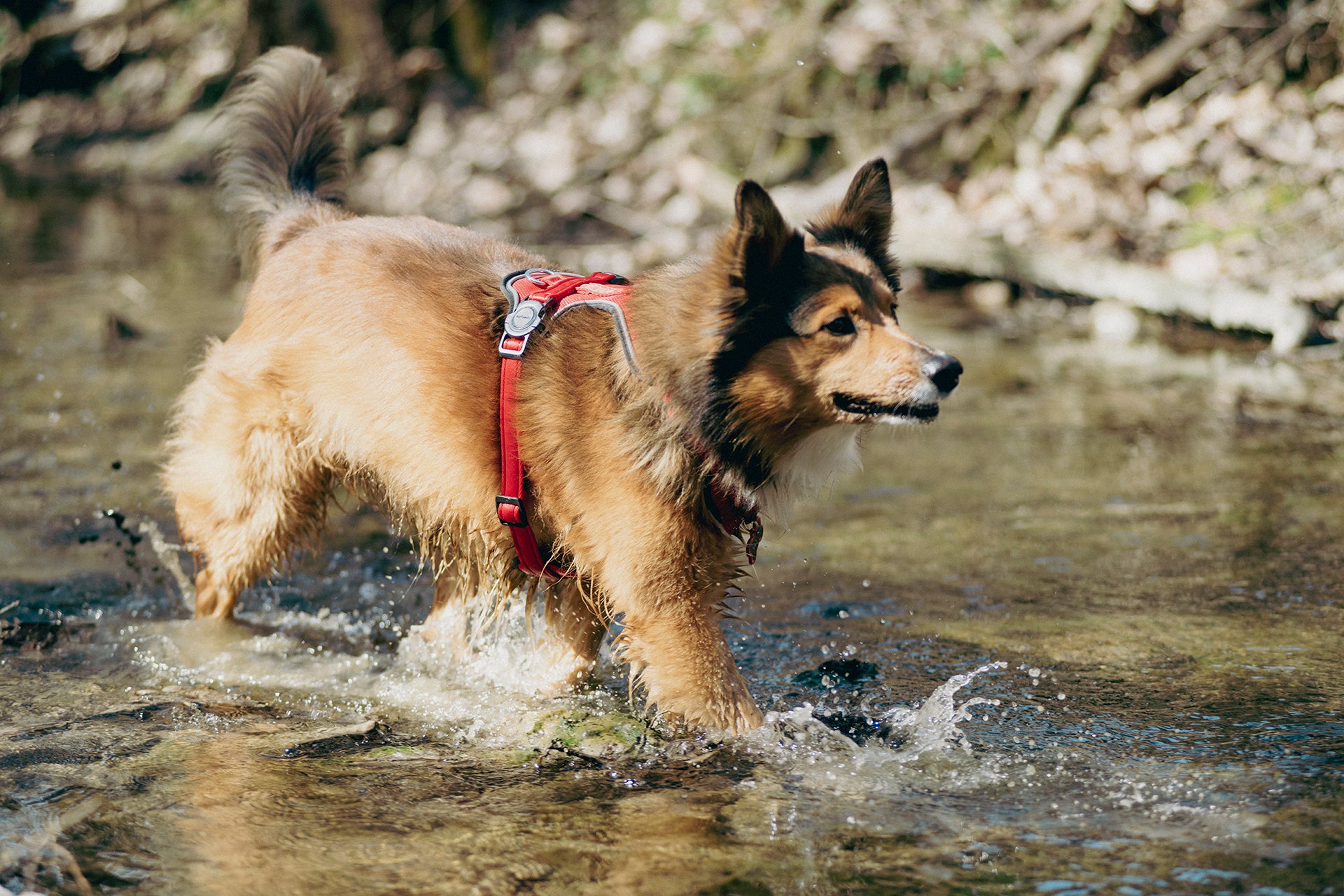 Hunde-Harness