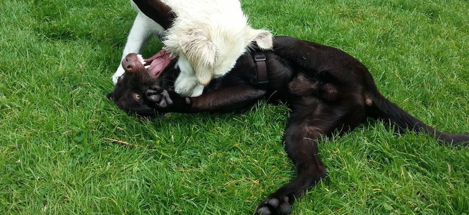 Hundespielzeug