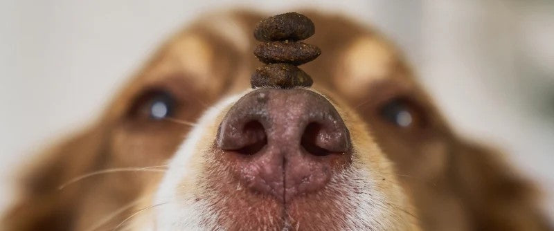 Trockenfutter für Hunde