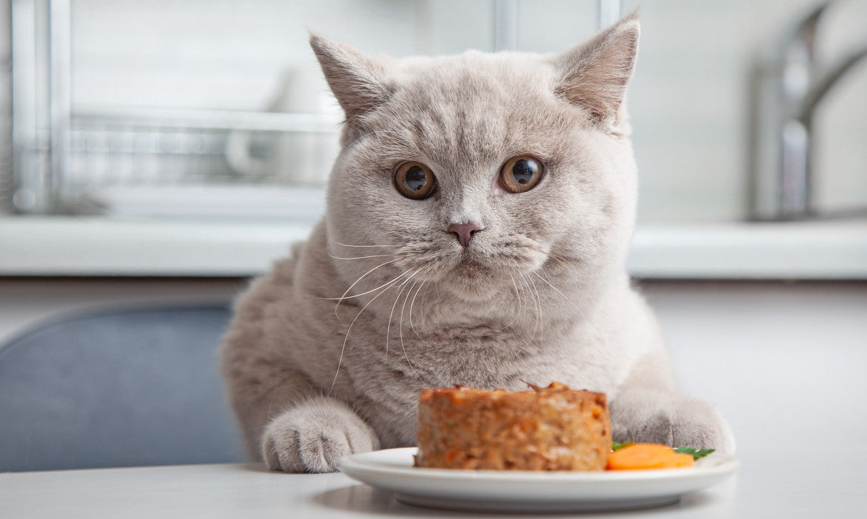 Nassfutter für Katzen