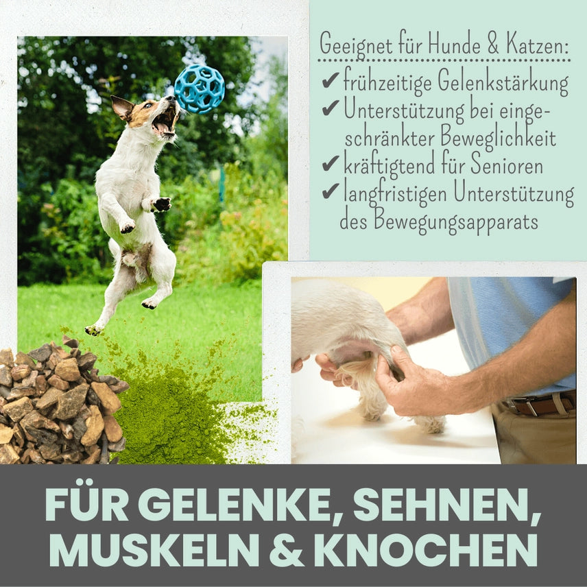 Gelenkmix für Hunde & Katzen mit Teufelskralle, Kurkuma & Glucosamin