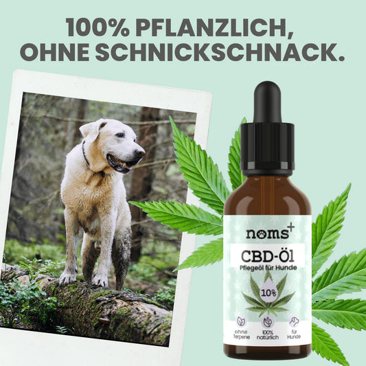 10% CBD Tropfen für Hunde