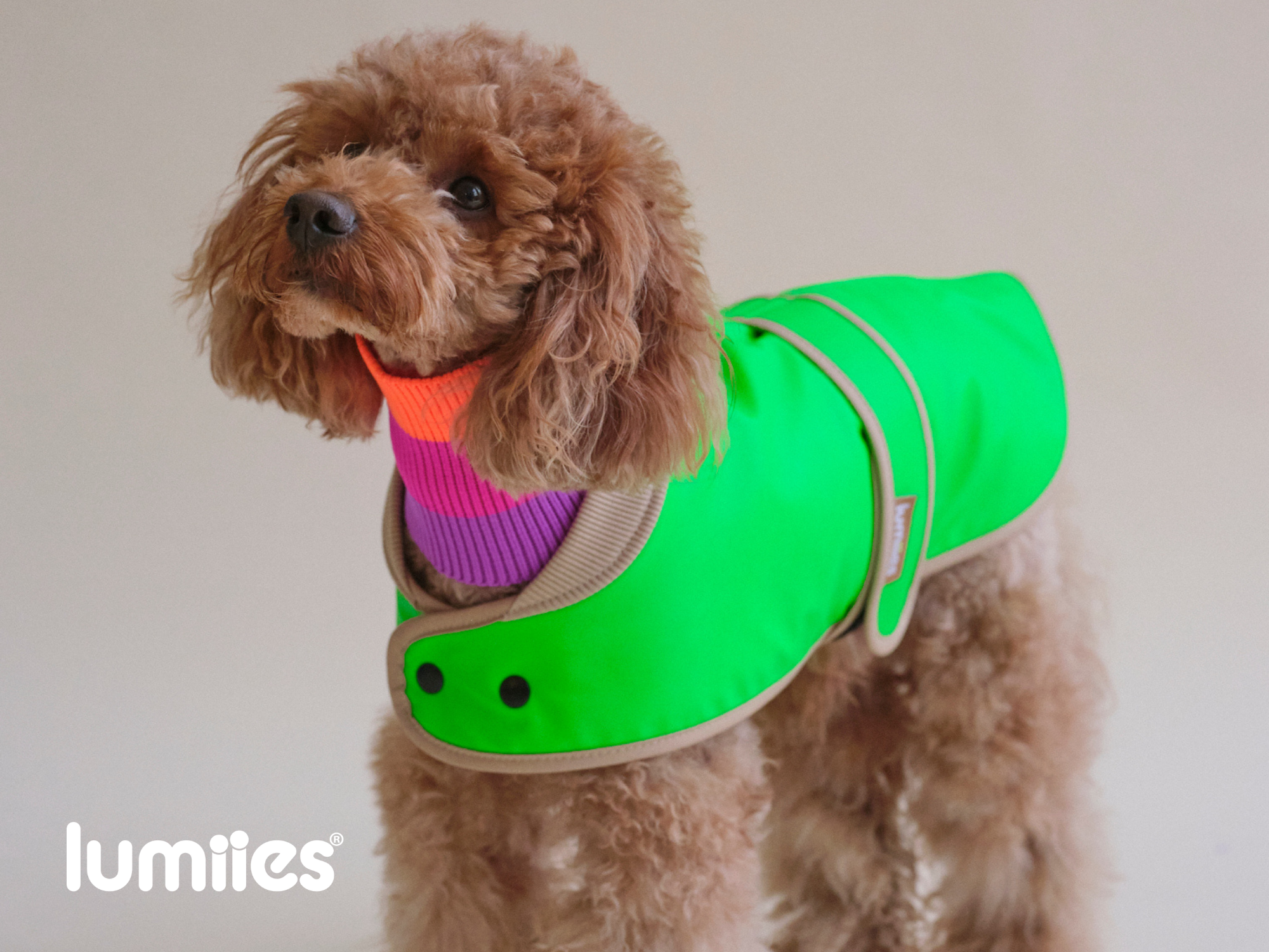 THE GLOW RAINCOAT (Dog Raincoat) Dachshund & Poodle - Fit