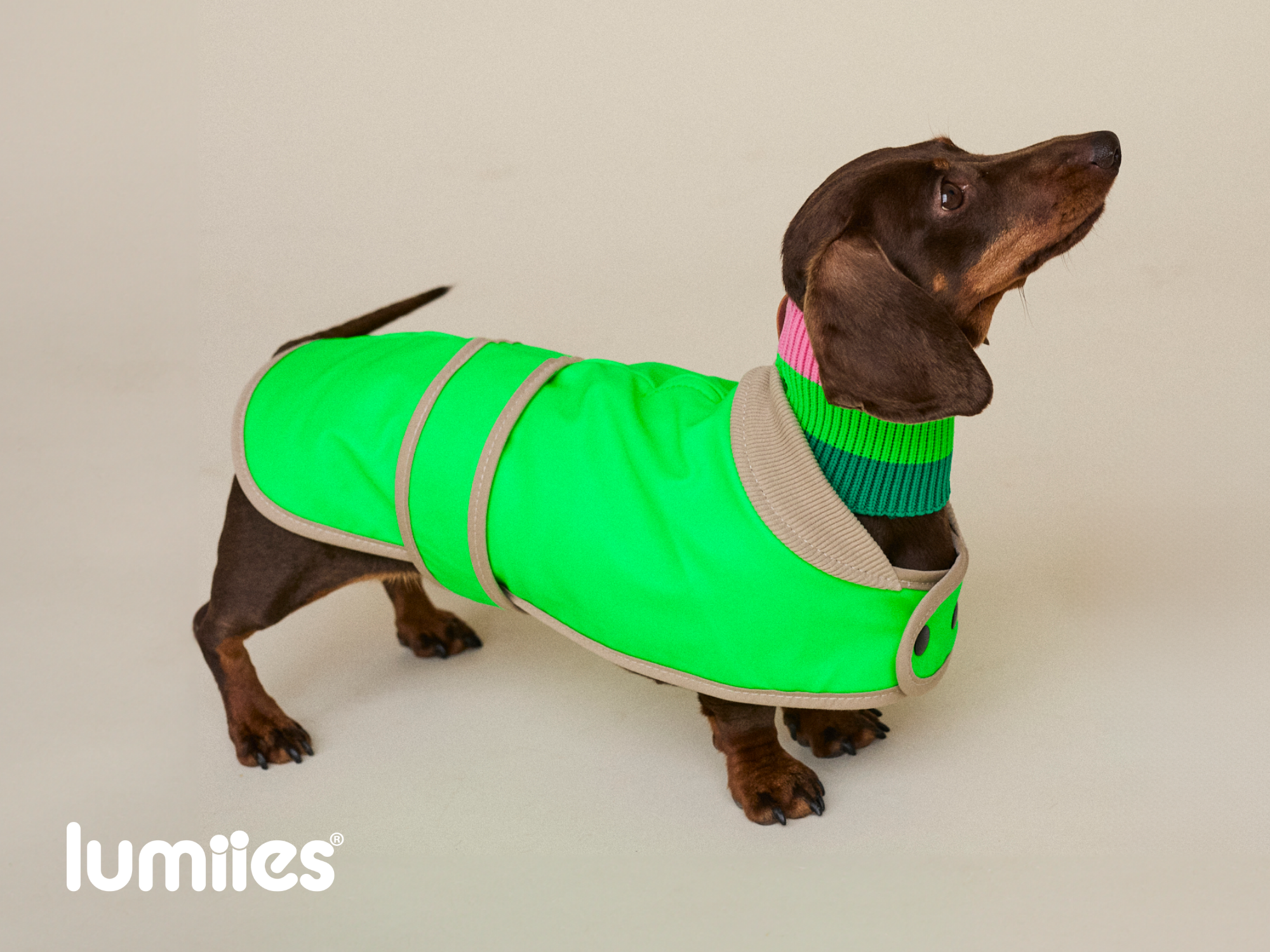 THE GLOW RAINCOAT (Dog Raincoat) Dachshund & Poodle - Fit