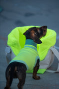 Bild in Galerie-Betrachter laden, THE CANVAS BAG (HUNDETRAGETASCHE FÜR KLEINE HUNDERASSEN)
