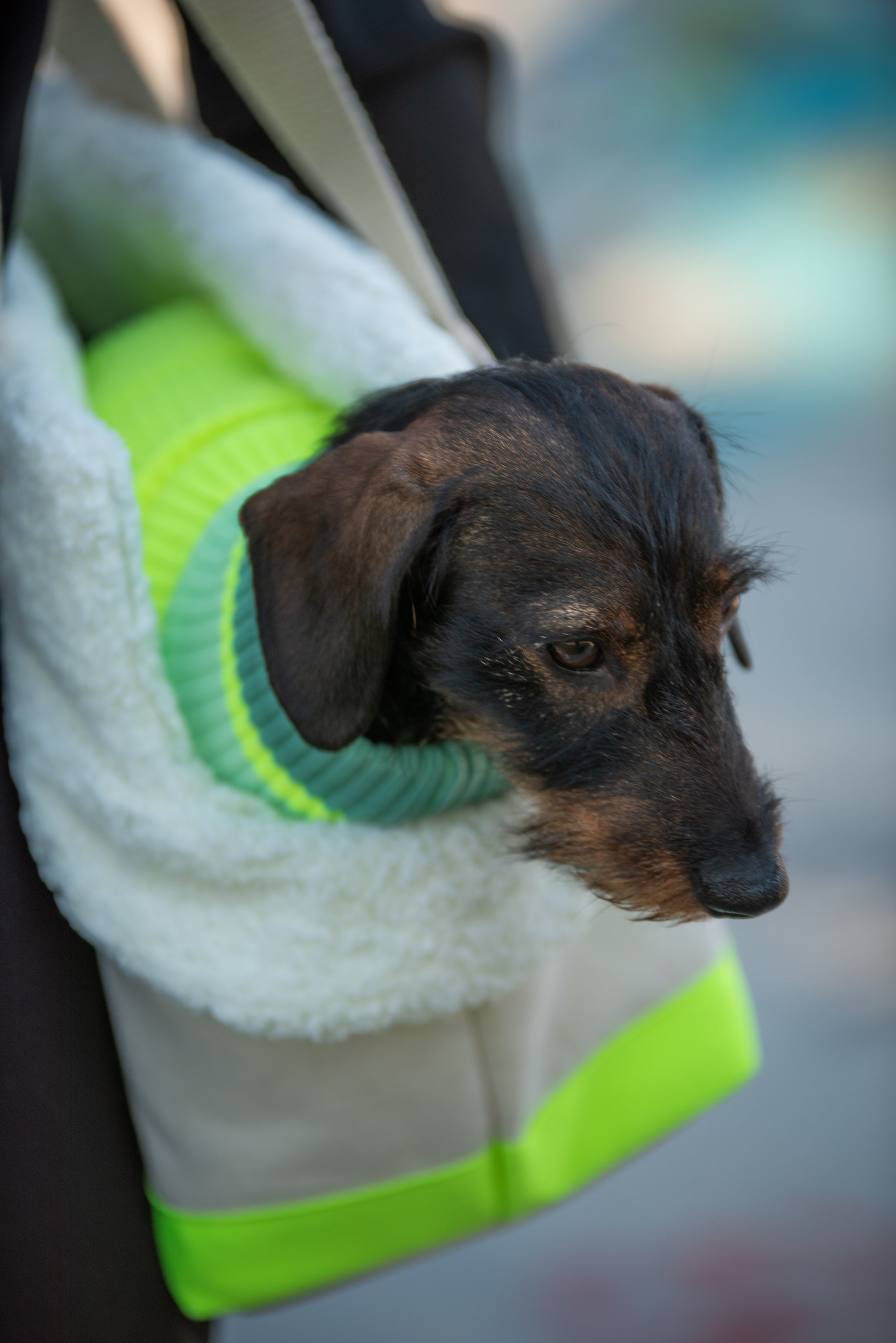 THE CANVAS BAG (HUNDETRAGETASCHE FÜR KLEINE HUNDERASSEN)