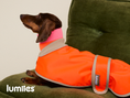 Bild in Galerie-Betrachter laden, THE GLOW RAINCOAT (Dog Raincoat) Dachshund & Poodle - Fit
