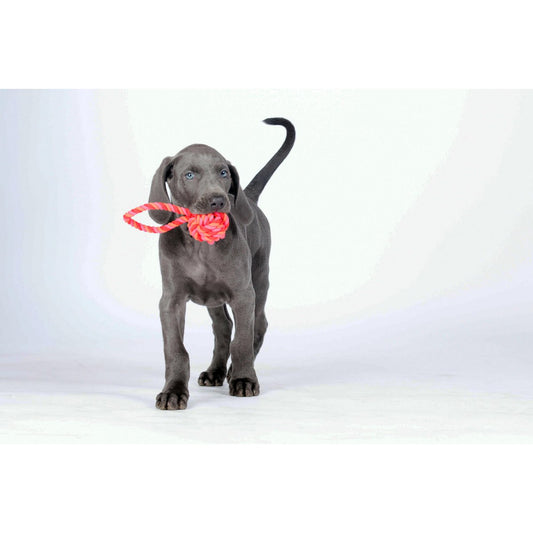 Baumwoll Schleuderball - Kult-Spielzeug für Hunde