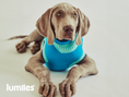 Bild in Galerie-Betrachter laden, THE GLOW JUMPER von LUMIIES® - HOCHELASTISCHER NEON HUNDEPULLOVER
