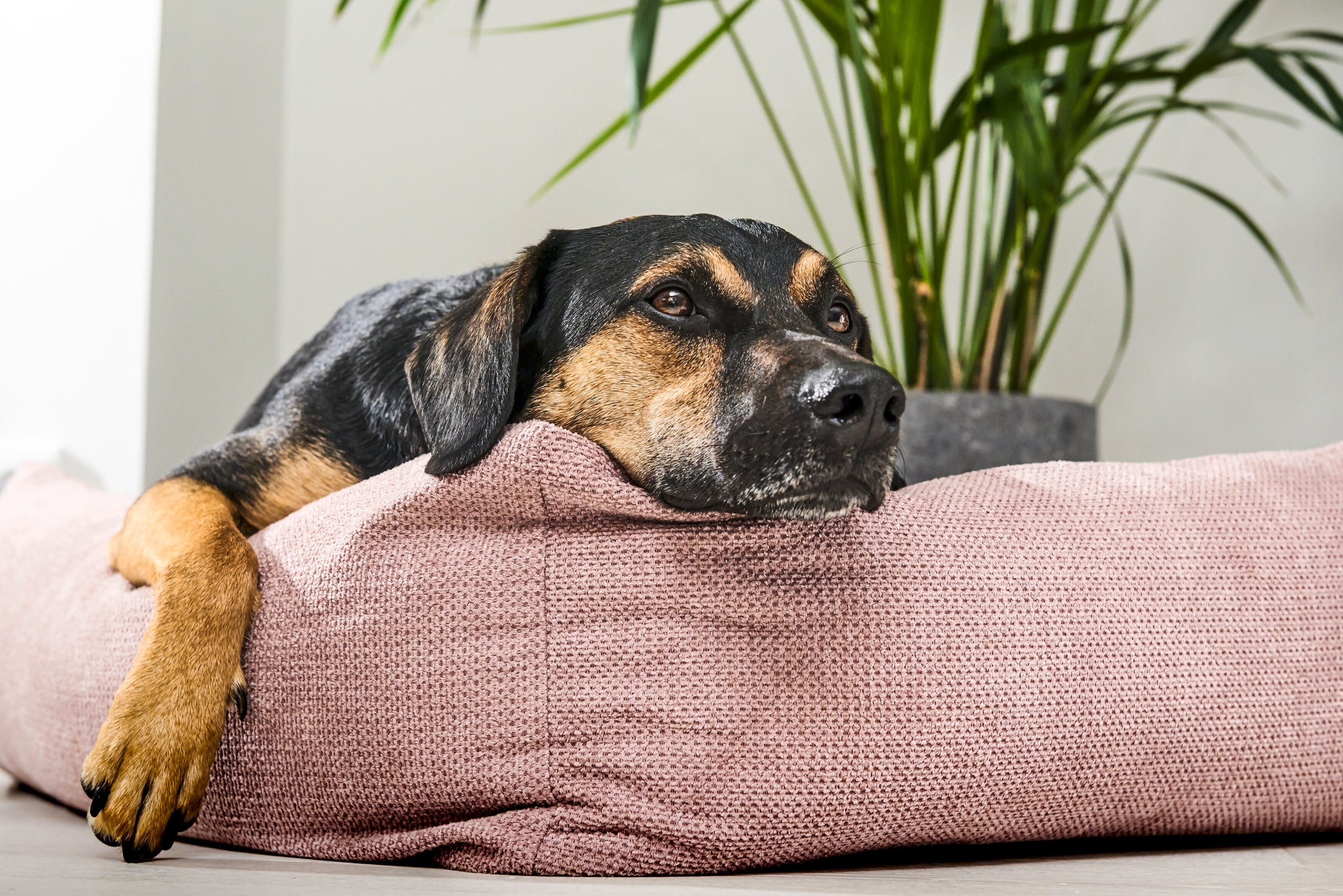 LABONI ORTHO Hundebett - TUDOR