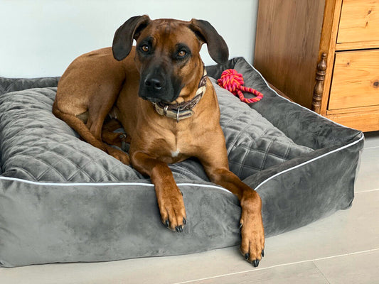 Laboni CLASSIC Hundebett - OXFORD GREY