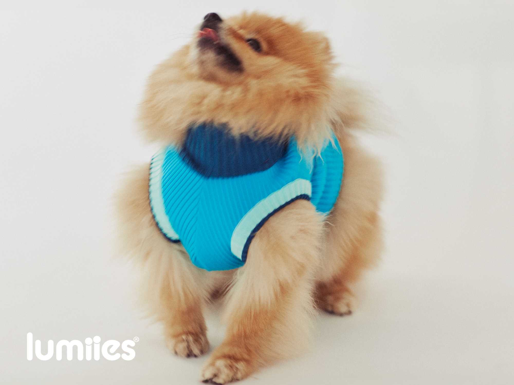 THE GLOW JUMPER von LUMIIES® - HOCHELASTISCHER NEON HUNDEPULLOVER