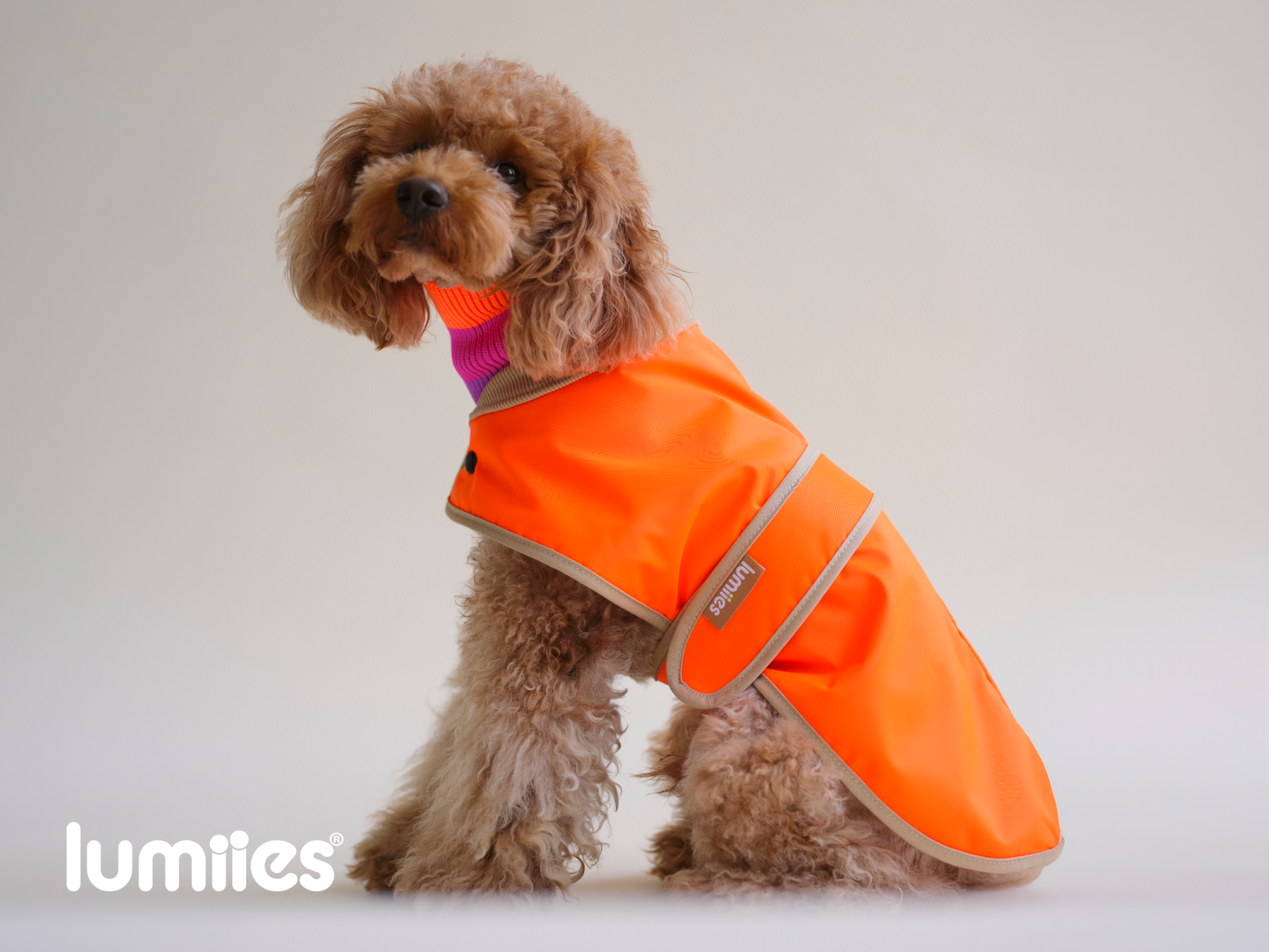 THE GLOW RAINCOAT (Dog Raincoat) Dachshund & Poodle - Fit