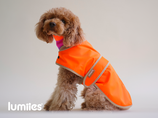 THE GLOW RAINCOAT (Dog Raincoat) Dachshund & Poodle - Fit