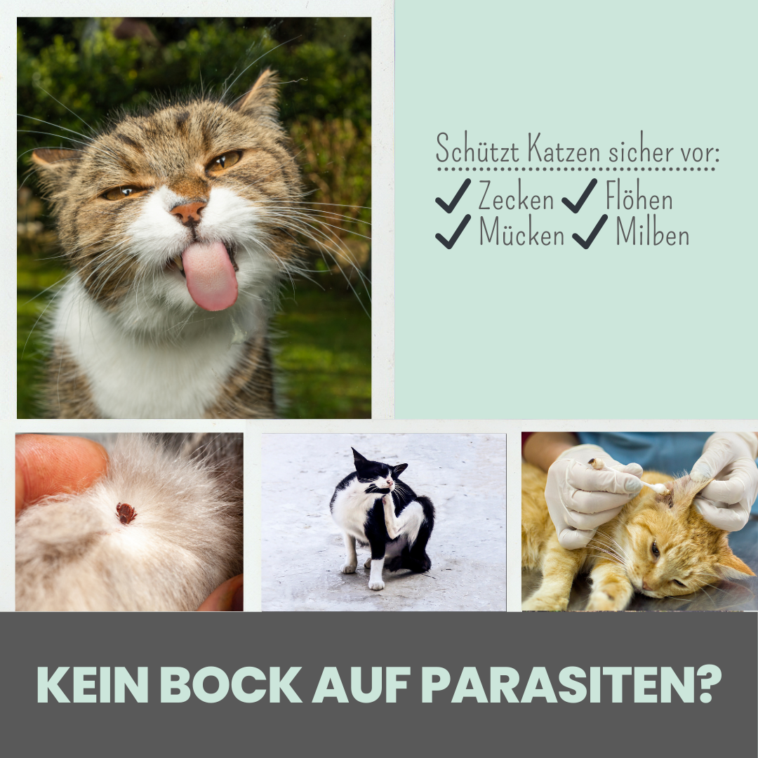 Zpot-on für Katzen gegen Zecken, Flöhe, Milben und Mücken