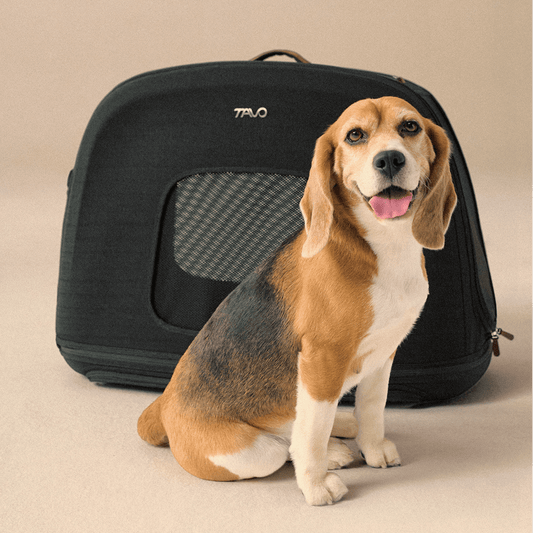 Tavo Pets Crispin – Crashgetestete Transportbox für Haustiere