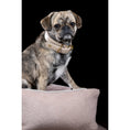 Bild in Galerie-Betrachter laden, LABONI CLASSIC Hundebett - BUFFALO CREME
