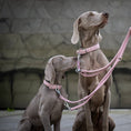 Bild in Galerie-Betrachter laden, Zwei Weimaraner mit AMICI Halsband aus weichem Nappaleder von Laboni_ecopetique
