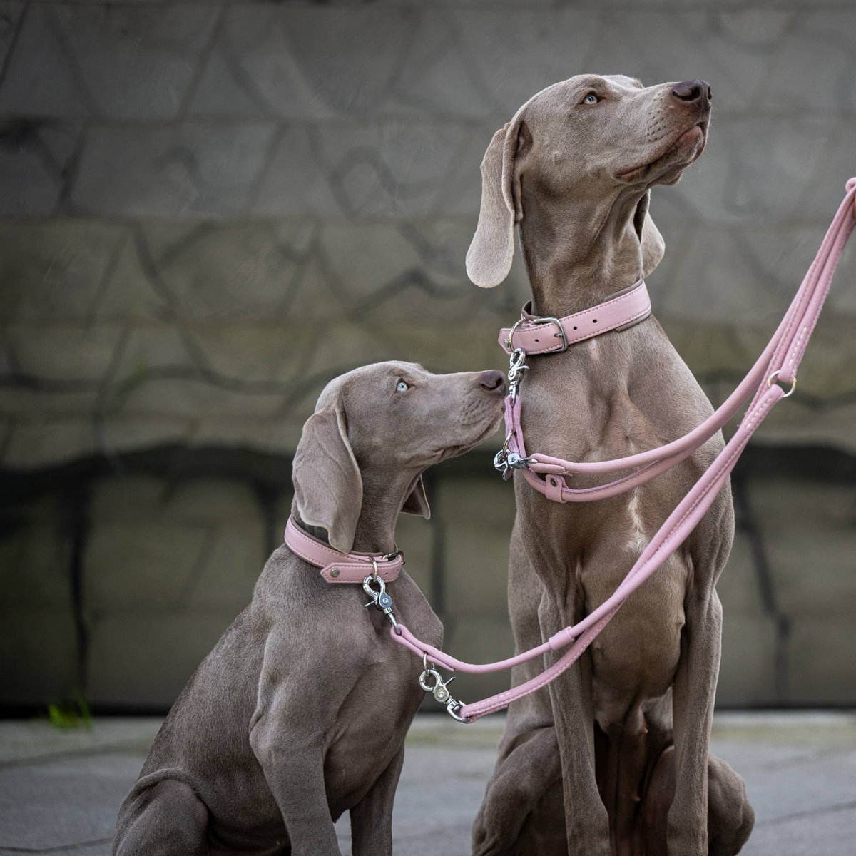 Zwei Weimaraner mit AMICI Halsband aus weichem Nappaleder von Laboni_ecopetique