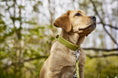 Bild in Galerie-Betrachter laden, AMICI Halsband aus weichem Nappaleder in lemongrün beim Spaziergang mit meinem Labrador im Wald
